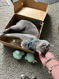 Elite Pet Service - Photo 5 - Car repair in , Deltona