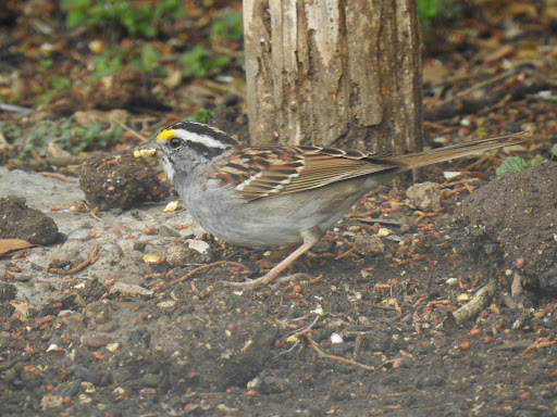 Nature Preserve «Warbler Woods», reviews and photos, 19349 Old Wiederstein Rd, Cibolo, TX 78108, USA