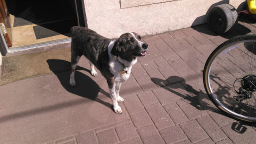 Bicycle Store «UnderDog Bikes», reviews and photos, 1113 Piedmont St SE, Roanoke, VA 24014, USA