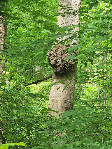 National Park «Petersburg National Battlefield Park Trailhead», reviews and photos, 5001 Siege Rd, Petersburg, VA 23804, USA