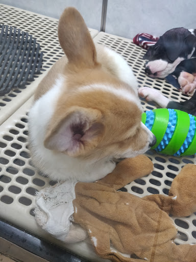 Pet Supply Store «Pet City», reviews and photos, 1710 Briargate Blvd, Colorado Springs, CO 80920, USA