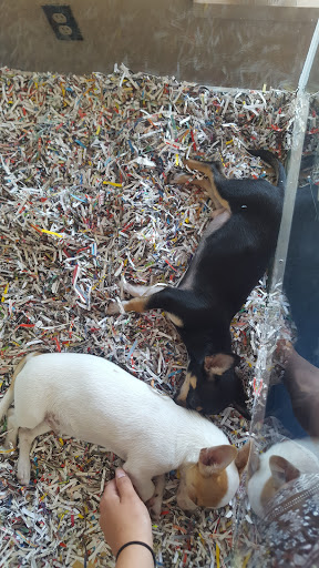 Pet Store «V.I. Pets», reviews and photos, 11975 E Lakewood Blvd, Holland, MI 49424, USA