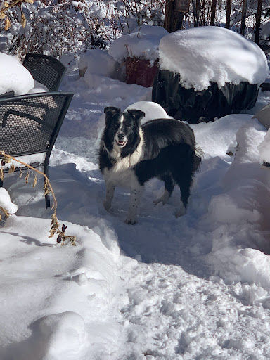 Doggishly Dapper Grooming