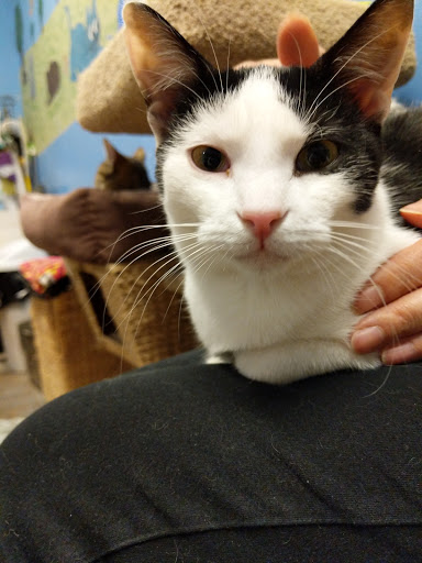 Pet Supply Store «PetSmart», reviews and photos, 7 U.S. 9, Manalapan Township, NJ 07726, USA