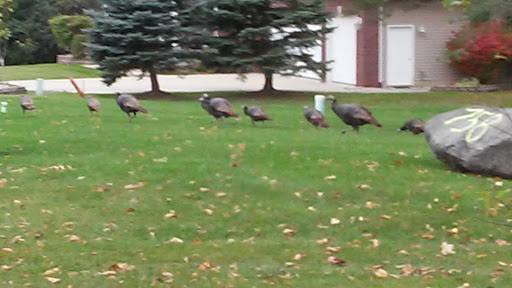 Golf Club «Flushing Valley Golf Club», reviews and photos, 1124 E Main St, Flushing, MI 48433, USA