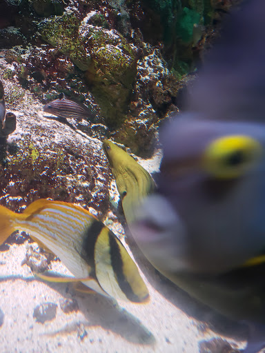 Aquarium «Shark Encounter», reviews and photos, 7007 Sea World Dr, Orlando, FL 32821, USA