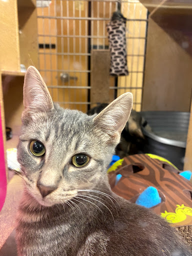 Pet Supply Store «PetSmart», reviews and photos, 19 Clifton Country Rd, Clifton Park, NY 12065, USA