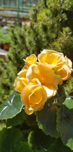 Florist «Dutch & Olgas Greenhouse», reviews and photos, 1285 NJ-36, Hazlet, NJ 07730, USA