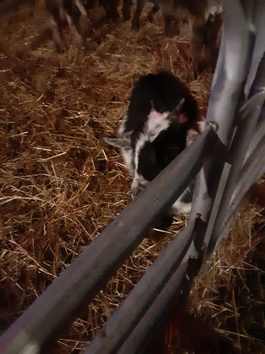 Haunted House «Land of Illusion Haunted Houses», reviews and photos, 8762 Thomas Rd, Middletown, OH 45042, USA