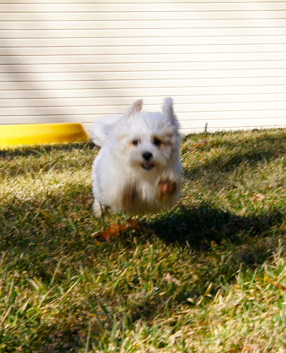 Pet Boarding Service «About Pets Center», reviews and photos, 1604 Conehurst Blvd, Salem, VA 24153, USA