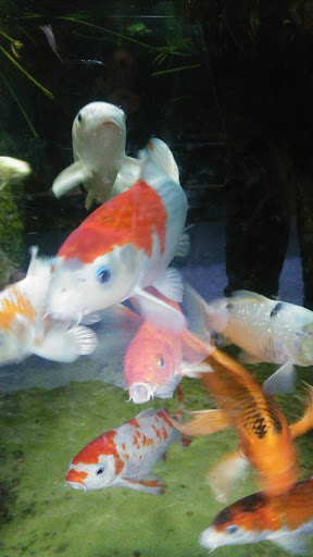 Tropical Fish Store «Aquarium Adventure», reviews and photos, 744 E Boughton Rd, Bolingbrook, IL 60440, USA