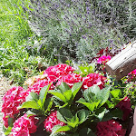 Photo n°2 de l'avis de Brigitte.i fait le 16/08/2019 à 14:11 sur le  Hofschänke Ban Erschbama à Spinges