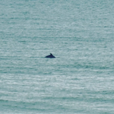 Bicycle Rental Service «Ocean Rentals Ltd.», reviews and photos, 577 Sandbridge Rd, Virginia Beach, VA 23456, USA