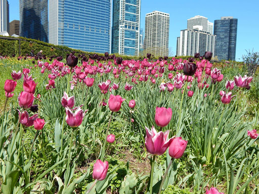 Park «Millennium Park», reviews and photos, 201 E Randolph St, Chicago, IL 60602, USA