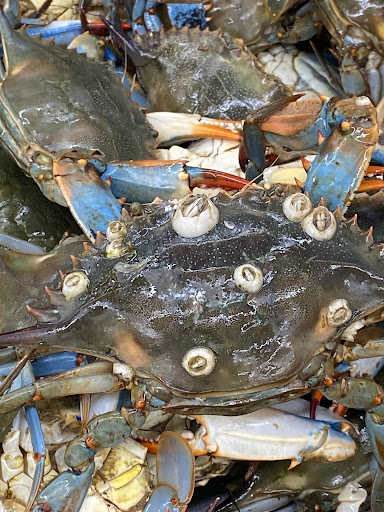 Supermarket «Jumbo Food International Supermarket», reviews and photos, 3201 Brinkley Rd, Temple Hills, MD 20748, USA
