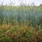 Photo n°4 de l'avis de Goggi.o fait le 05/06/2018 à 19:49 sur le  Gästehaus BärenHof GbR à Barkhagen