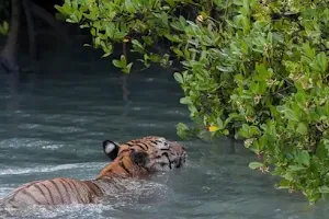 Sundarban Safari image