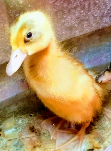 Home Improvement Store «Tractor Supply Co.», reviews and photos, 2000 Lakeville Hwy a, Petaluma, CA 94954, USA