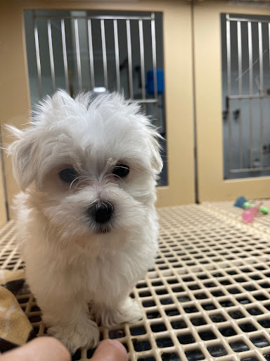 Pet Supply Store «Petland Dallas», reviews and photos, 11909 Preston Rd, Dallas, TX 75230, USA