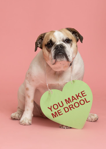 Pet Store «PetSaver Healthy Pet Superstore (Brighton Location)», reviews and photos, 2947 Monroe Ave, Rochester, NY 14618, USA