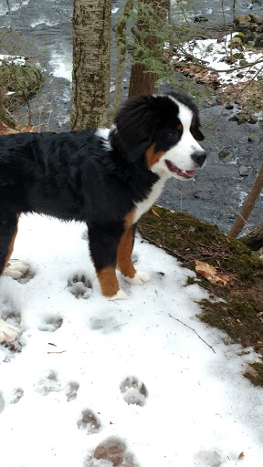 Nature Preserve «Cotton Hollow Preserve», reviews and photos, 493 Hopewell Rd, South Glastonbury, CT 06073, USA