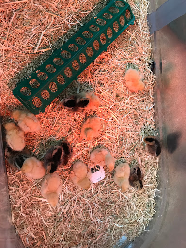 Home Improvement Store «Los Altos True Value Hardware», reviews and photos, 441 1st St, Los Altos, CA 94022, USA