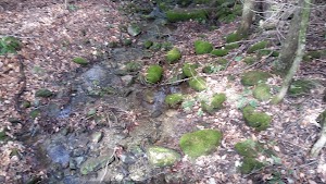 Sucker Brook Hollow Trail - photo 21