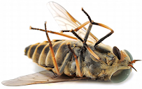 Burlingame Pest Control - Photo 4 - Car repair in , San Francisco