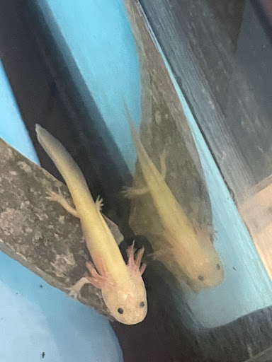 Pet Store «Birds & Beasts Pet Shop», reviews and photos, 35 Berkshire Dr # 18, Crystal Lake, IL 60014, USA