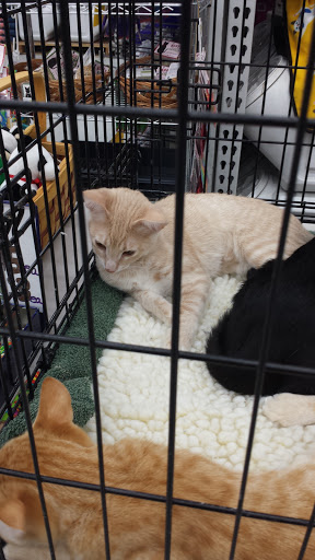 Pet Supply Store «Pet Club San Mateo», reviews and photos, 1850 S Norfolk St, San Mateo, CA 94403, USA