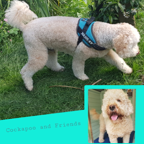 Cockapoo and Friends - Dog trainer
