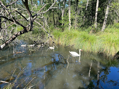 Réserve naturelle du marais de Groléjac à Groléjac