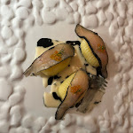 Photo n°1 de l'avis de Paola.o fait le 09/03/2024 à 18:42 sur le  Augurio Ristorante - Trento à Trento