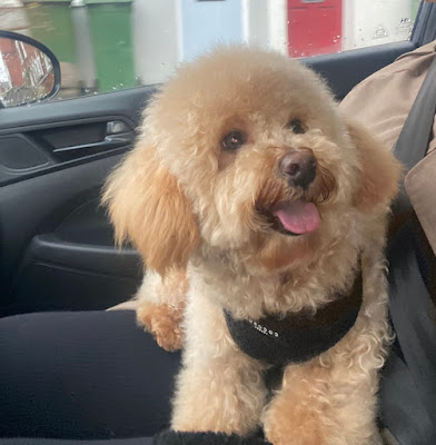 The Bearded Pooch Dog Grooming