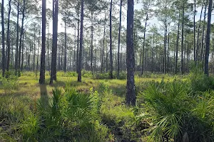 Lake Wales Ridge State Forest, Arbuckle Tract image