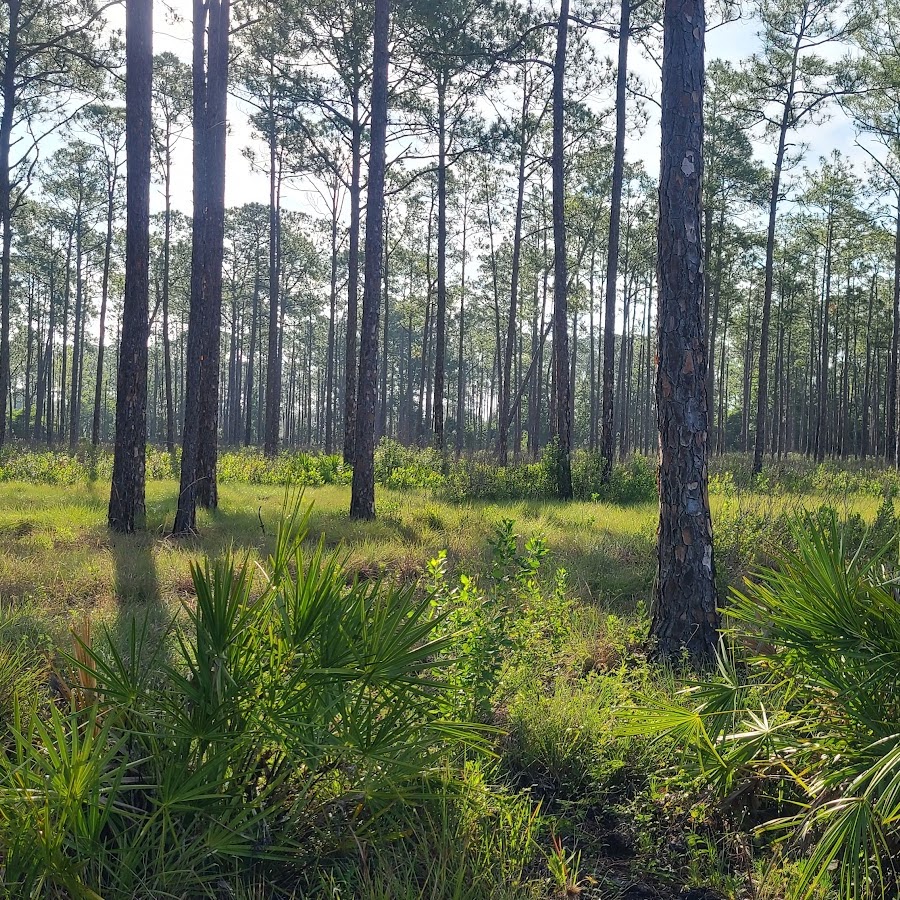 Lake Wales Ridge State Forest, Arbuckle Tract