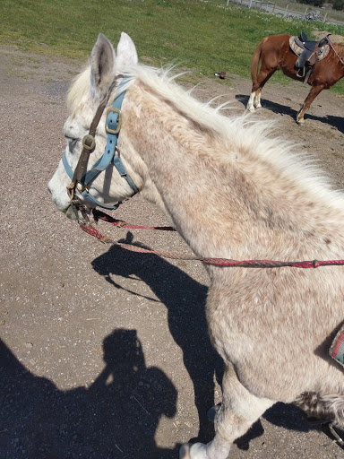 Stable «Ross Ranch», reviews and photos, 28300 Philo Greenwood Rd, Elk, CA 95432, USA