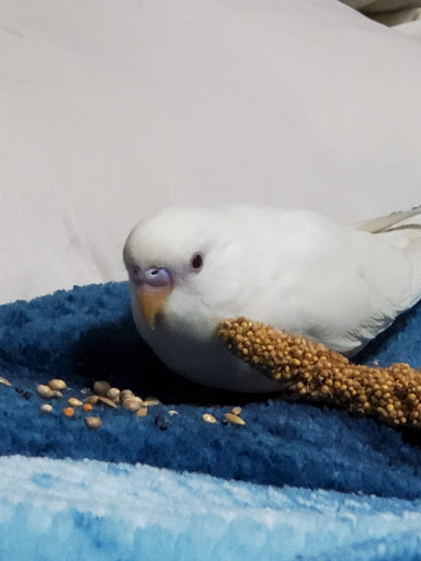 Pet Supply Store «PetSmart», reviews and photos, 1130 SE Everett Mall Way, Everett, WA 98208, USA