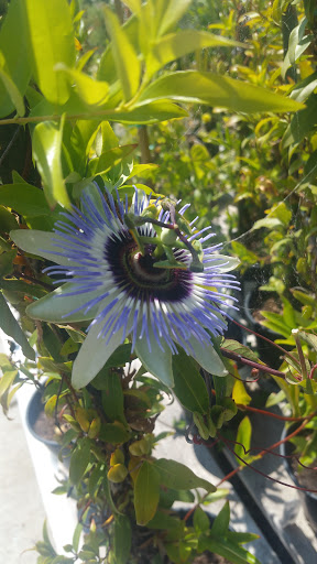 Gift Shop «Blue Hills Nursery & Gift Shop», reviews and photos, 16440 Whittier Blvd, Whittier, CA 90603, USA