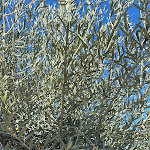 Photo n°4 de l'avis de Sascha.o fait le 19/08/2023 à 12:35 sur le  Il Peperoncino Bayreuth à Bayreuth