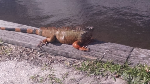 Golf Course «The Bridges at Springtree Golf Club», reviews and photos, 8150 Springtree Dr, Sunrise, FL 33351, USA