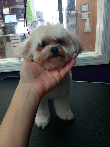 Pet Groomer «A Glamour Pet Grooming Spa», reviews and photos, 133 Elmora Ave, Elizabeth, NJ 07202, USA