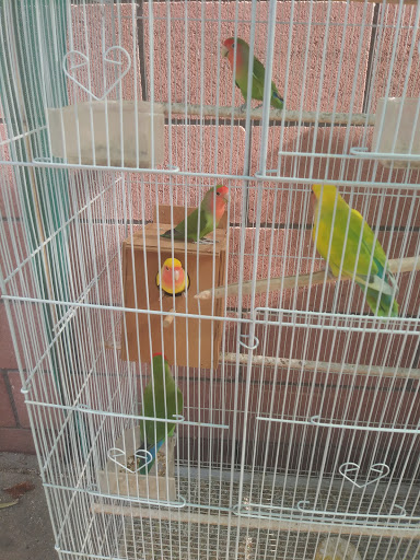 Pet Supply Store «Azteca Pet Shop», reviews and photos, 4431 Whittier Blvd, Los Angeles, CA 90022, USA