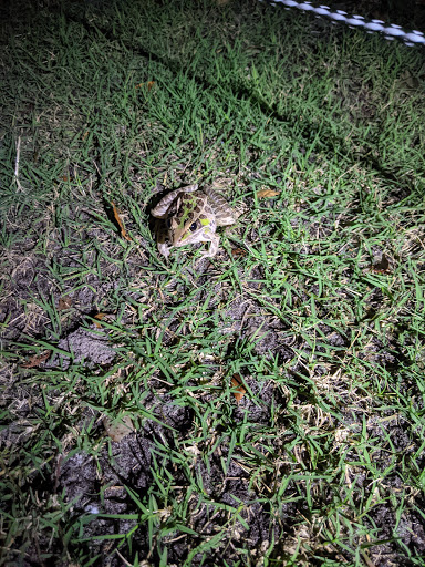 Golf Course «Countryside Country Club», reviews and photos, 3001 Countryside Blvd, Clearwater, FL 33761, USA