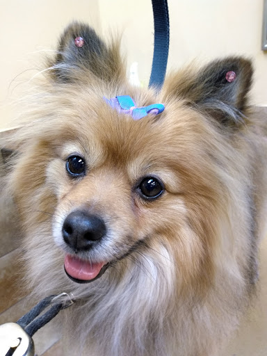 Pet Supply Store «PetSmart», reviews and photos, 55 Boston Post Rd, Orange, CT 06477, USA