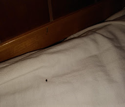 Hotel Colonial photo