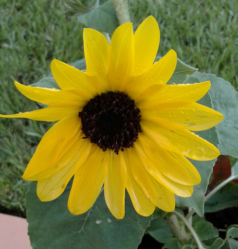 Restaurant «The Cheesecake Factory», reviews and photos, 781 Brandon Town Center Dr, Brandon, FL 33511, USA