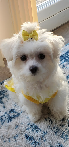 Pet Supply Store «PetSmart», reviews and photos, 42 Southgate Square, Colonial Heights, VA 23834, USA