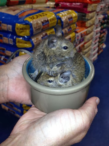 Pet Store «Pet Nation Llc», reviews and photos, 1898 Andorra St, Navarre, FL 32566, USA