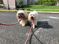 The Walkers by Cristina - Photo 4 - Car repair in , Bayamón